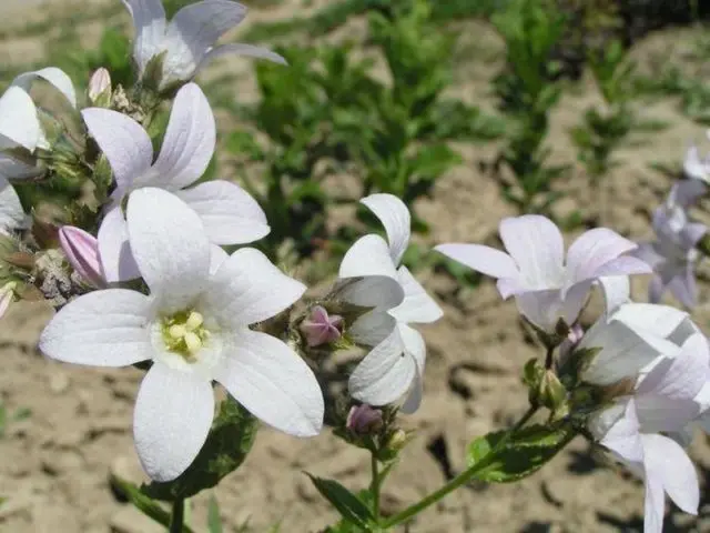 Bellflower lactiferous: planting and care