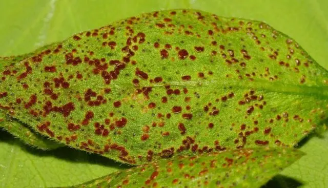 Bellflower lactiferous: planting and care