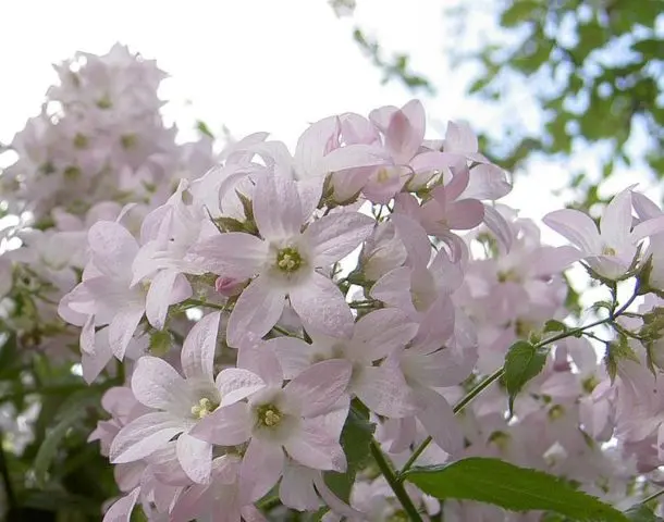 Bellflower lactiferous: planting and care