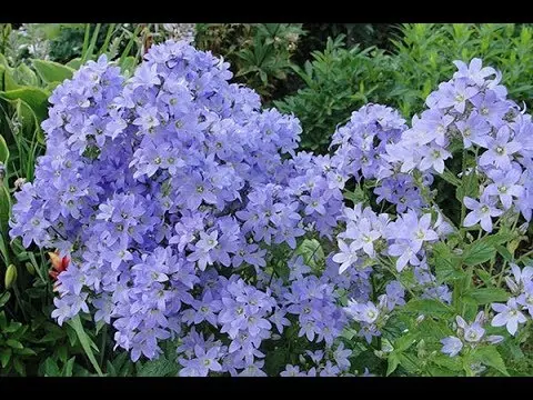 Bellflower lactiferous: planting and care