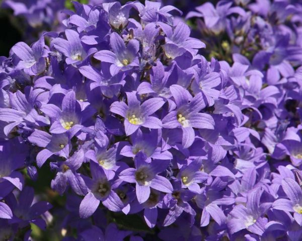 Bellflower lactiferous: planting and care