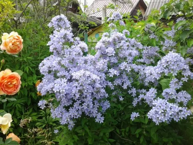 Bellflower lactiferous: planting and care