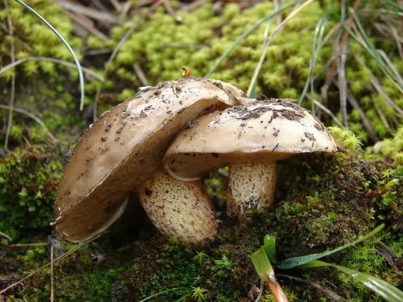 Bellini butter dish (Suillus bellini) photo and description