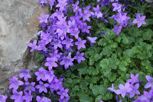 Bells perennial: growing and caring for flowers