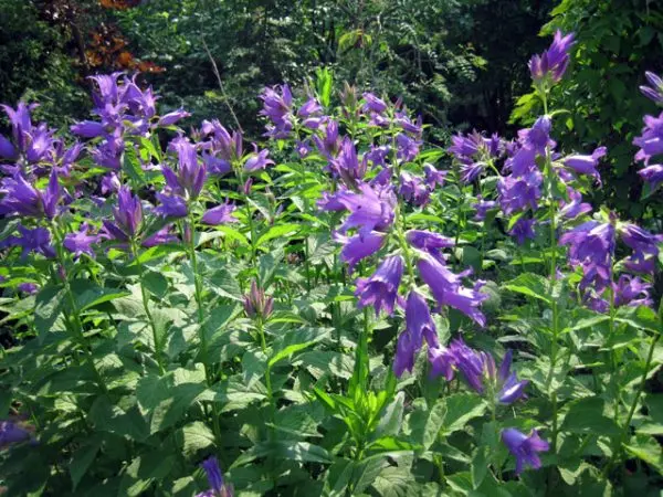 Bells perennial: growing and caring for flowers