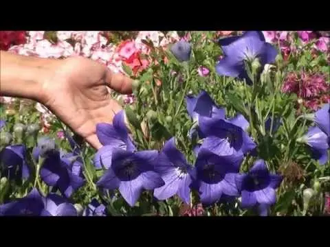 Bells perennial: growing and caring for flowers