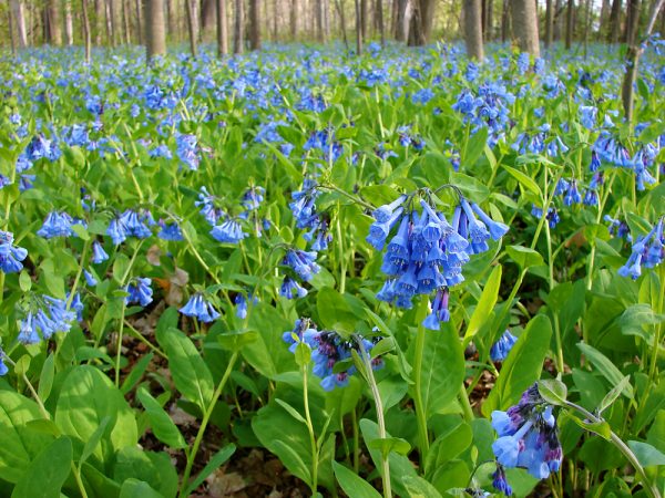 Bells perennial: growing and caring for flowers