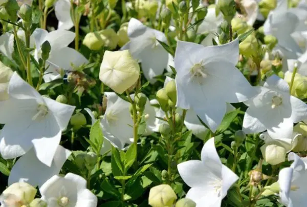 Bells perennial: growing and caring for flowers