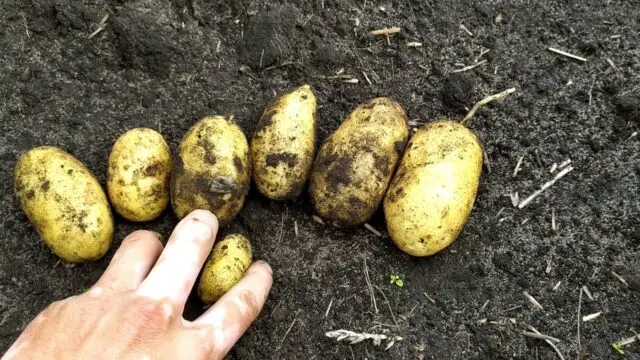 Belmondo potato variety: characteristics and description, photos, reviews