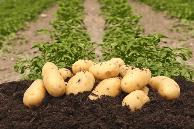 Belmondo potato variety: characteristics and description, photos, reviews