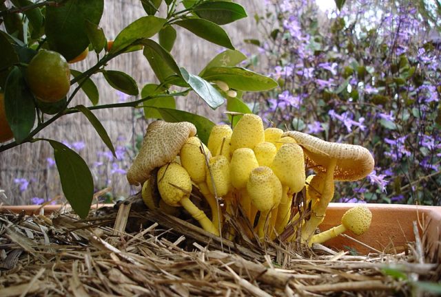 Belonavoznik Birnbaum: photo and description of the fungus