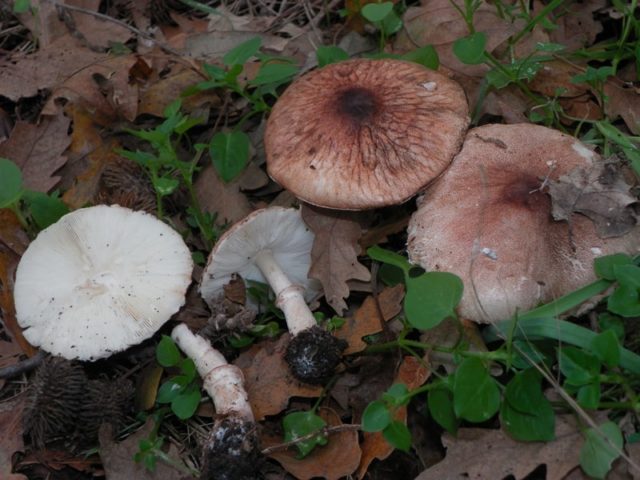 Belonavoznik Birnbaum: photo and description of the fungus