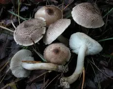 Belted rowweed (Tricholoma cingulatum) photo and description