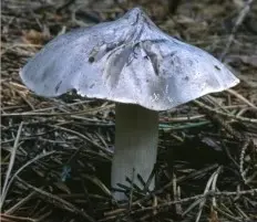 Belted rowweed (Tricholoma cingulatum) photo and description