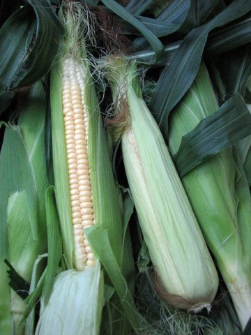 Benefits of corn on the cob