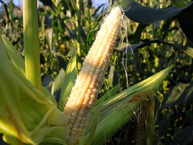 Benefits of corn on the cob