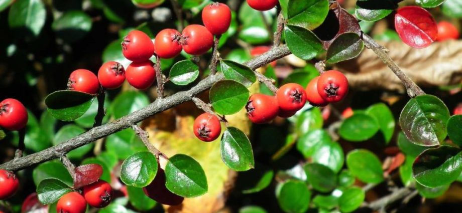 Berberine &#8220;kills&#8221; the sugar. This is how it works for diabetics