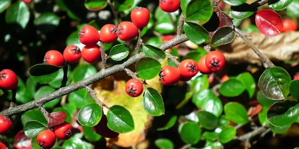 Berberine &#8220;kills&#8221; the sugar. This is how it works for diabetics