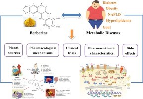 Berberine &#8211; properties, application. Berberine for obesity [WE EXPLAIN]