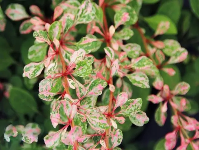 Berberis Thunbergii Natasza (Berberis Thunbergii Natasza)