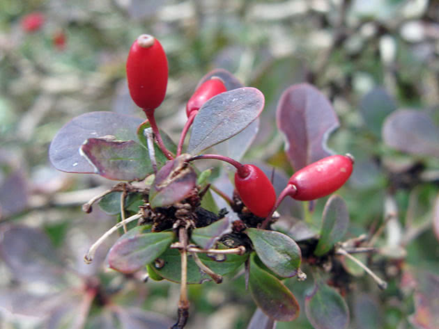 Berberis Thunbergii Natasza (Berberis Thunbergii Natasza)