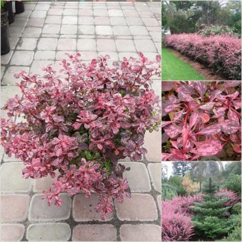 Berberis Thunbergii Natasza (Berberis Thunbergii Natasza)