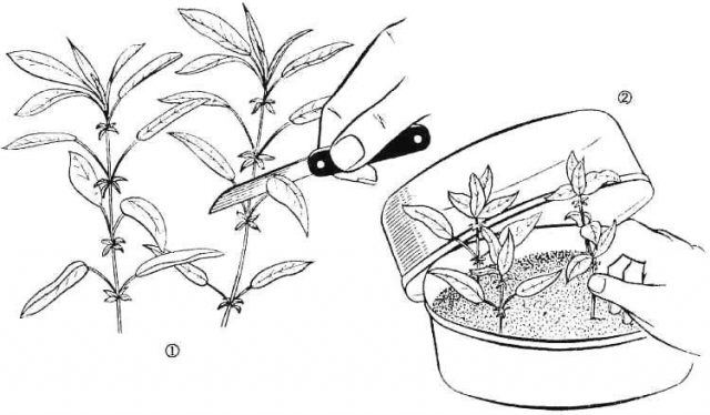 Berberis Thunbergii Natasza (Berberis Thunbergii Natasza)