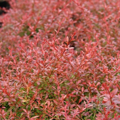 Berberis Thunbergii Natasza (Berberis Thunbergii Natasza)