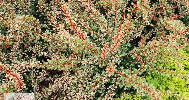 Berberis Thunbergii Natasza (Berberis Thunbergii Natasza)