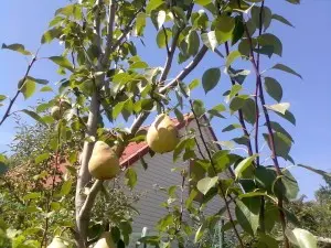 Bere Bosc pear - features of the French old variety