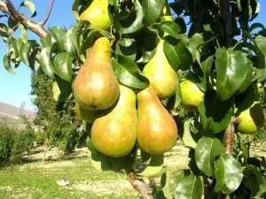 Bere Bosc pear - features of the French old variety