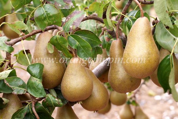 Bere Bosc pear &#8211; features of the French old variety