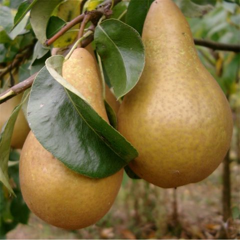 Bere Bosk pear: characteristics