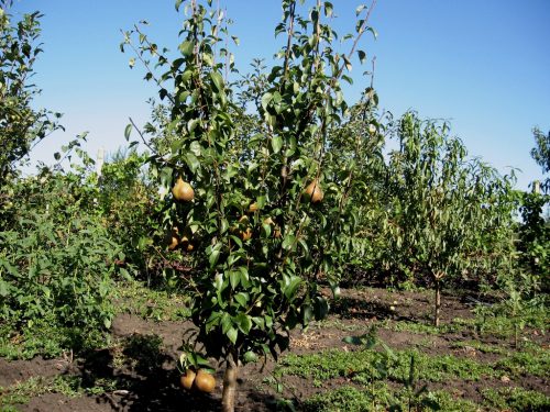 Bere Bosk pear: characteristics