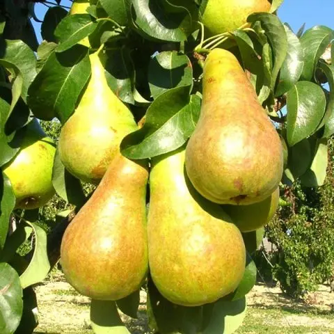 Bere Bosk pear: characteristics