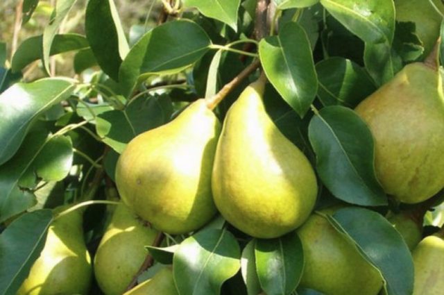 Bere Bosk pear: characteristics