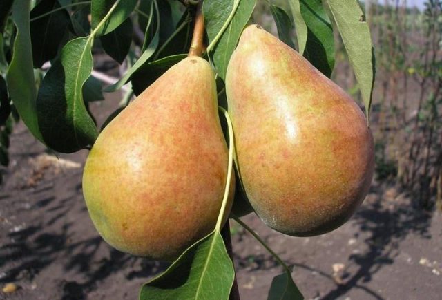 Bere pear varieties: Luca, , Krasnokutskaya, Gardi, Maria