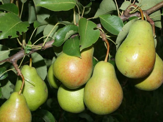 Bere pear varieties: Luca, , Krasnokutskaya, Gardi, Maria