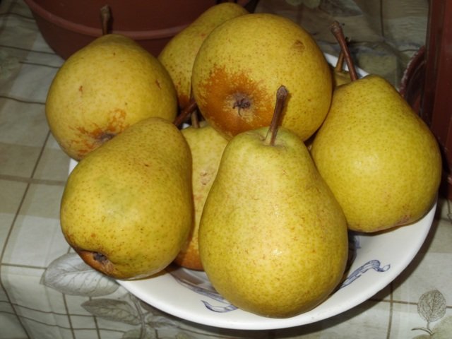 Bere pear varieties: Luca, , Krasnokutskaya, Gardi, Maria