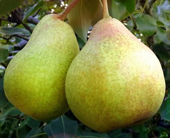 Bere pear varieties: Luca, , Krasnokutskaya, Gardi, Maria