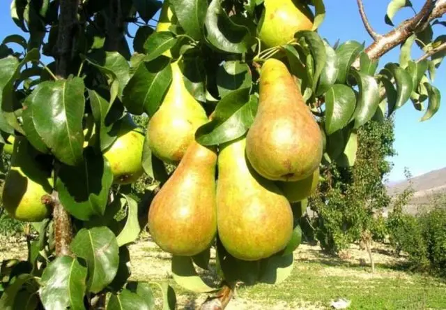 Bere pear varieties: Luca, , Krasnokutskaya, Gardi, Maria