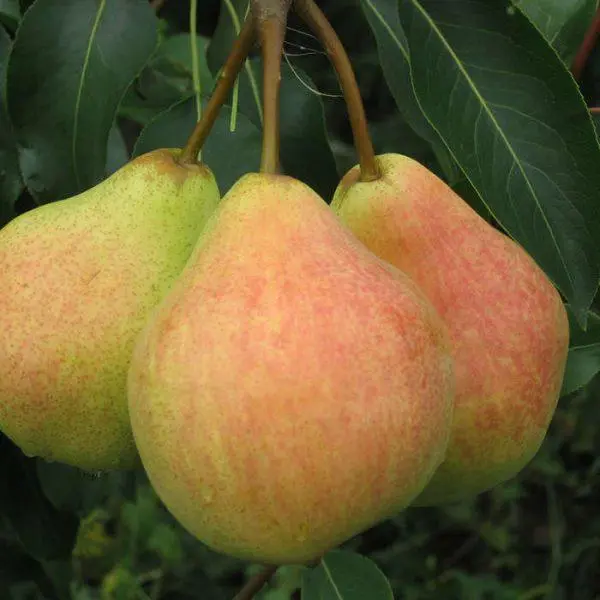 Bere pear varieties: Luca, , Krasnokutskaya, Gardi, Maria