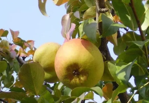 Bere pear varieties: Luca, , Krasnokutskaya, Gardi, Maria