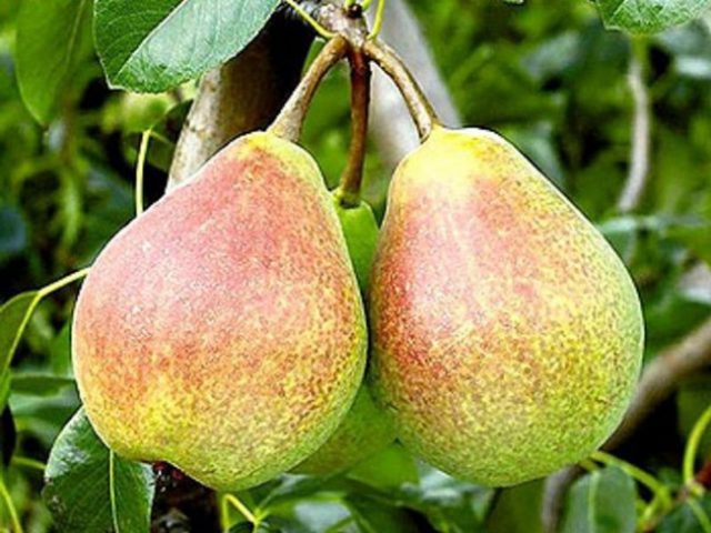 Bere pear varieties: Luca, , Krasnokutskaya, Gardi, Maria