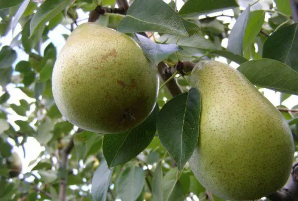 Bere pear varieties: Luca, , Krasnokutskaya, Gardi, Maria