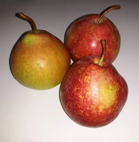 Bere pear varieties: Luca, , Krasnokutskaya, Gardi, Maria