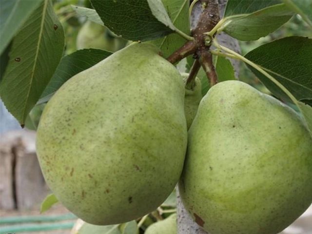 Bere pear varieties: Luca, , Krasnokutskaya, Gardi, Maria