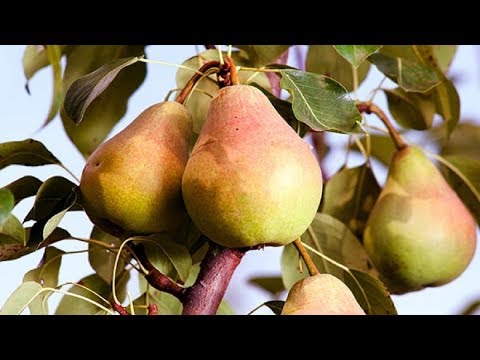 Bere pear varieties: Luca, , Krasnokutskaya, Gardi, Maria