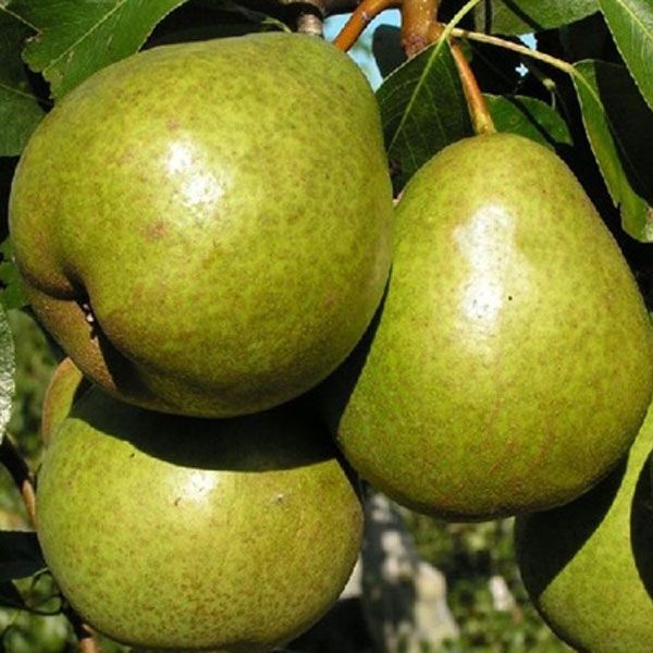 Bere pear varieties: Luca, , Krasnokutskaya, Gardi, Maria