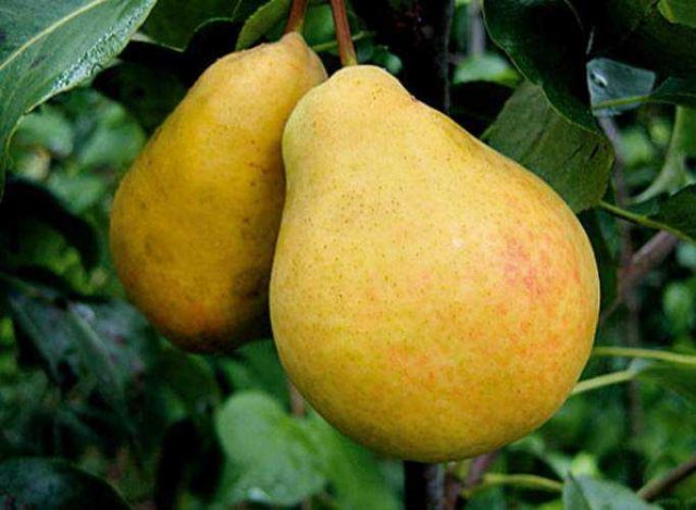 Bere pear varieties: Luca, , Krasnokutskaya, Gardi, Maria